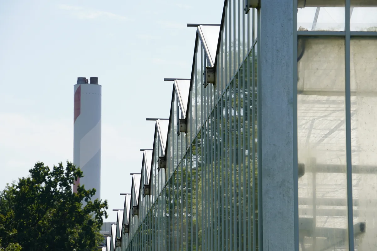 Das Gewächshaus der Beerstecher AG in Hinwil. Im Hintergrund ist der Kamin der Kehrichtverbrennungsanlage zu sehen.